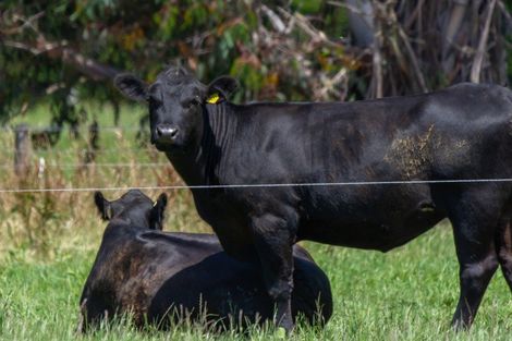 Photo of property in 383 Coutts Island Road, Coutts Island, Belfast, 7670