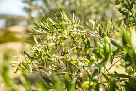 Photo of property in 241d Heatley Road, Whakapirau, Maungaturoto, 0583