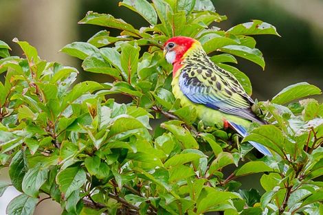 Photo of property in 16 Kennedy Road, Dairy Flat, Albany, 0792