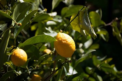 Photo of property in 20 Frye Crescent, Albert Town, Wanaka, 9305