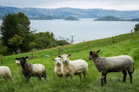 Photo of property in 40 Camp Street, Broad Bay, Dunedin, 9014