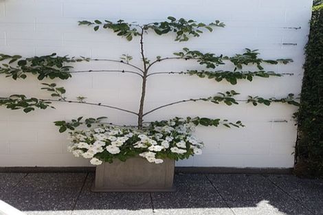 Photo of property in 7 Graham Grove, Waikanae, 5036