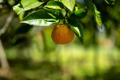 Photo of property in 303 Puketotara Road, Waipapa, Kerikeri, 0295