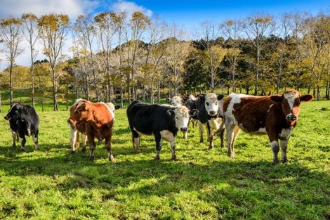 Photo of property in 1149b Whangaripo Valley Road, Whangaripo, Wellsford, 0972