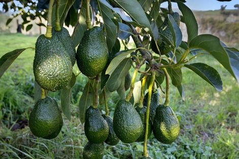 Photo of property in 333 Paerata Ridge Road, Waiotahe, Opotiki, 3198