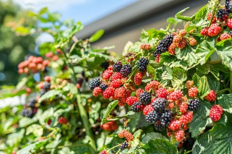 Photo of property in 11 Thackeray Street, Trentham, Upper Hutt, 5018