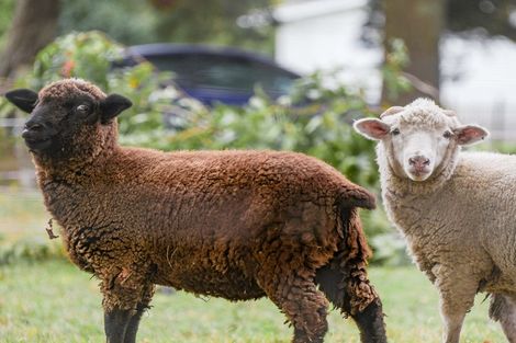 Photo of property in 79/79a Gordon Avenue, Te Aroha, 3392