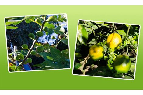 Photo of property in 10 Fenton Street, Kawerau, 3127