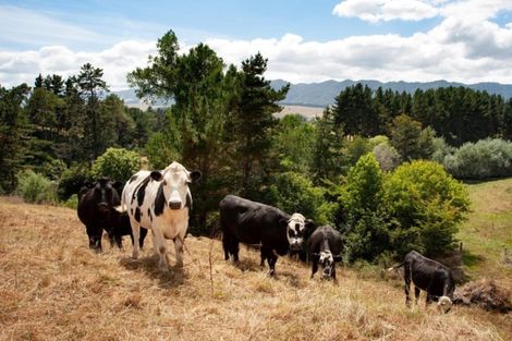 Photo of property in 3786 State Highway 29, Te Poi, Matamata, 3473