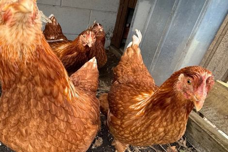 Photo of property in 44 Hume Street, Waitara, 4320