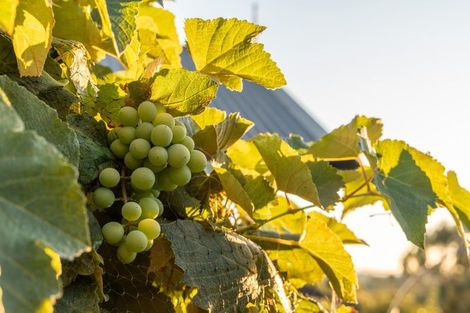 Photo of property in 107 Meddings Crescent, Te Awamutu, 3800