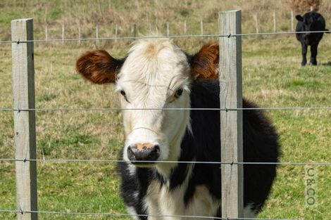 Photo of property in 79 Mount Albion Rise, Taupaki, Henderson, 0782