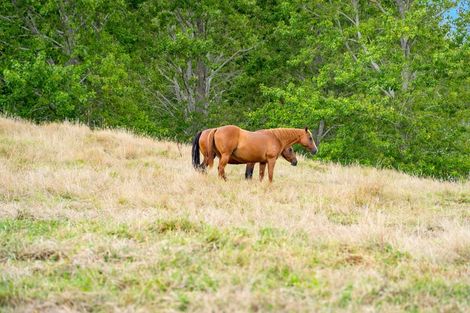 Photo of property in 1498 Oneriri Road, Kaiwaka, 0573