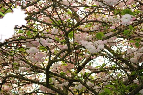 Photo of property in 8 Fergusson Street, Geraldine, 7930