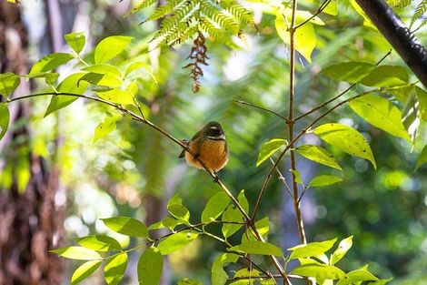 Photo of property in 142 Wade River Road, Wade Heads, Whangaparaoa, 0932