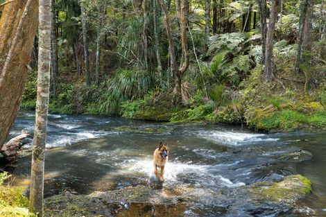 Photo of property in 241a Ararimu Valley Road, Helensville, Waimauku, 0882