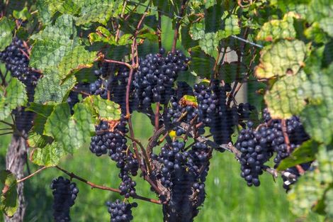 Photo of property in 190 Regent Street, Martinborough, 5711