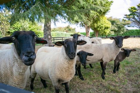 Photo of property in 688 Bruntwood Road, Tamahere, Hamilton, 3283