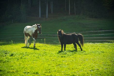 Photo of property in 63 Gibsons Road, Kaituna, Blenheim, 7273