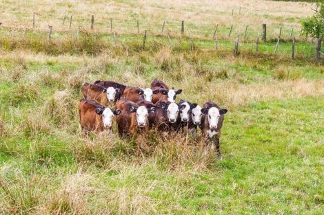 Photo of property in 152 Kokopu Block Road, Maungatapere, Whangarei, 0179