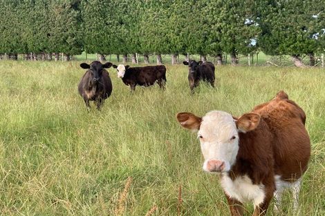 Photo of property in 258 Winton Hedgehope Highway, Winton, 9782