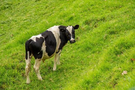 Photo of property in 32 Lowe Road, Whakamarama, Tauranga, 3180