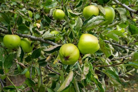 Photo of property in 28 Grove Avenue, Weston, Oamaru, 9401