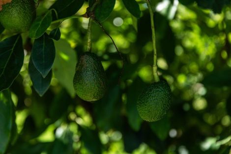 Photo of property in 1031b State Highway 2, Tanners Point, Katikati, 3177