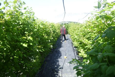 Photo of property in 7 Opuha Street East, Orari, Geraldine, 7992