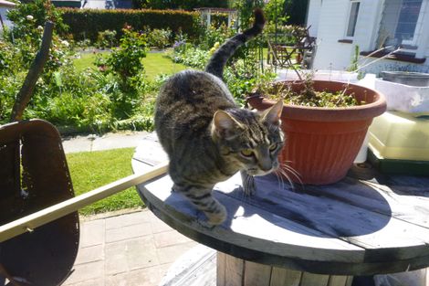 Photo of property in 7 Opuha Street East, Orari, Geraldine, 7992