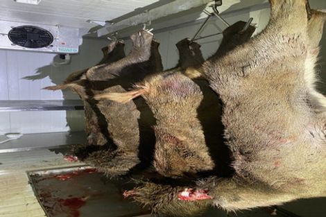 Photo of property in 1 Takapari Road, Pohangina, Ashhurst, 4884