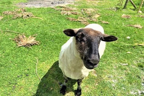 Photo of property in 74 Devich Road, Mangawhai, Wellsford, 0975