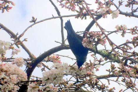 Photo of property in 43 Morero Terrace, Taumarunui, 3920