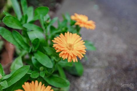 Photo of property in 38 Tinirau Street, Whanganui East, Wanganui, 4500