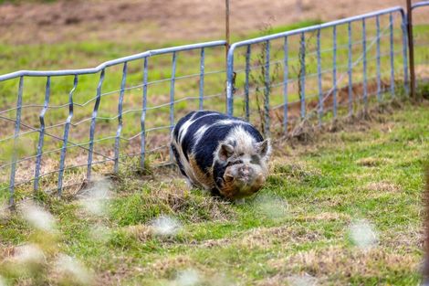 Photo of property in 74 Brookvale Lane, Taupaki, 0782