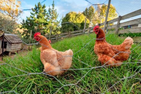 Photo of property in 31 Midland Lane, Aongatete, Katikati, 3181