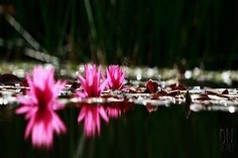 Photo of property in 886 Two Chain Road, Swannanoa, Rangiora, 7475