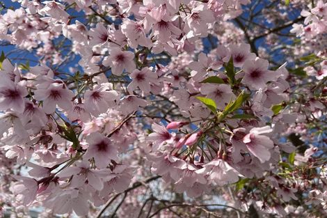 Photo of property in 12a Ouse Street, Rongotea, 4476