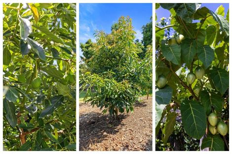 Photo of property in 195 Oropi Road, Oropi, Tauranga, 3173