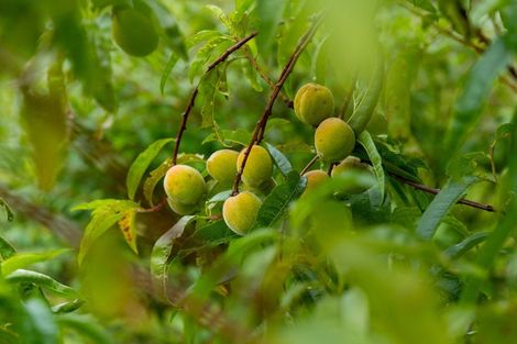 Photo of property in 16 Moana Place, Morrinsville, 3300