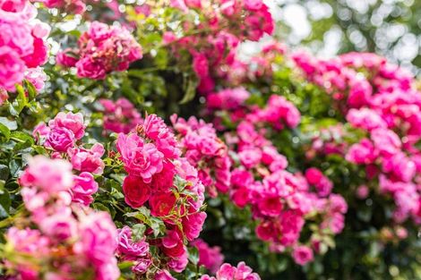 Photo of property in 4/14 Rosehaugh Avenue, Karori, Wellington, 6012