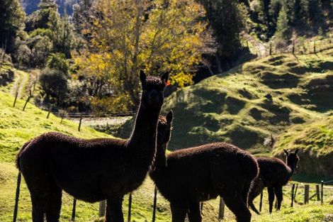 Photo of property in 164 Glue Pot Road, Oropi, Tauranga, 3173