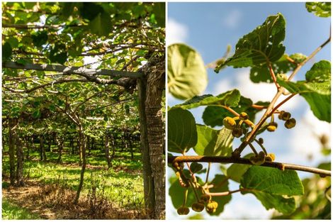 Photo of property in 28 Lindemann Road, Katikati, 3170