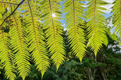 Photo of property in 99a Cookson Road, Kawakawa, 0282