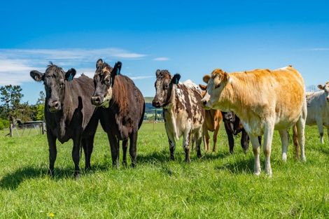 Photo of property in 62 Nonoti Road, Cheviot, 7383