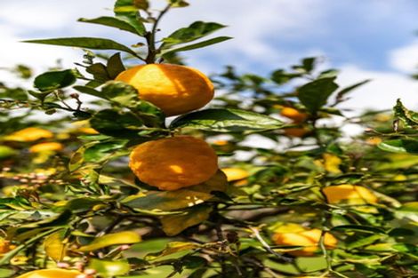 Photo of property in 324 Youngson Road, Whakamarama, Tauranga, 3179