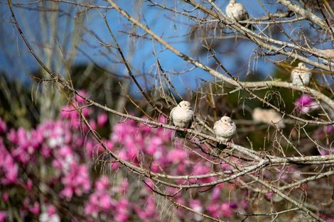 Photo of property in 19-21 Mountain Road, Henderson Valley, Auckland, 0612