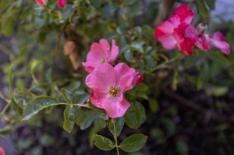 Photo of property in 7 Manhattan Court, Paraparaumu Beach, Paraparaumu, 5032