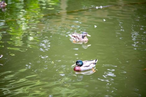 Photo of property in 2 Heron Court, Te Kowhai, Hamilton, 3288