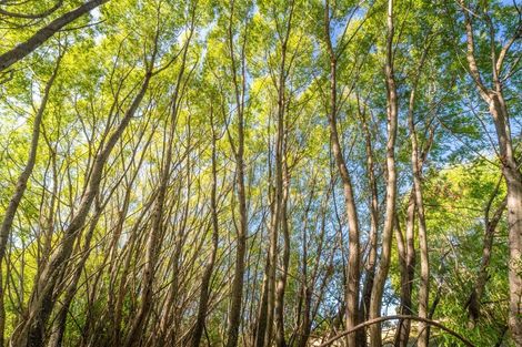 Photo of property in 50 Cliff Road, Tasman, Upper Moutere, 7173